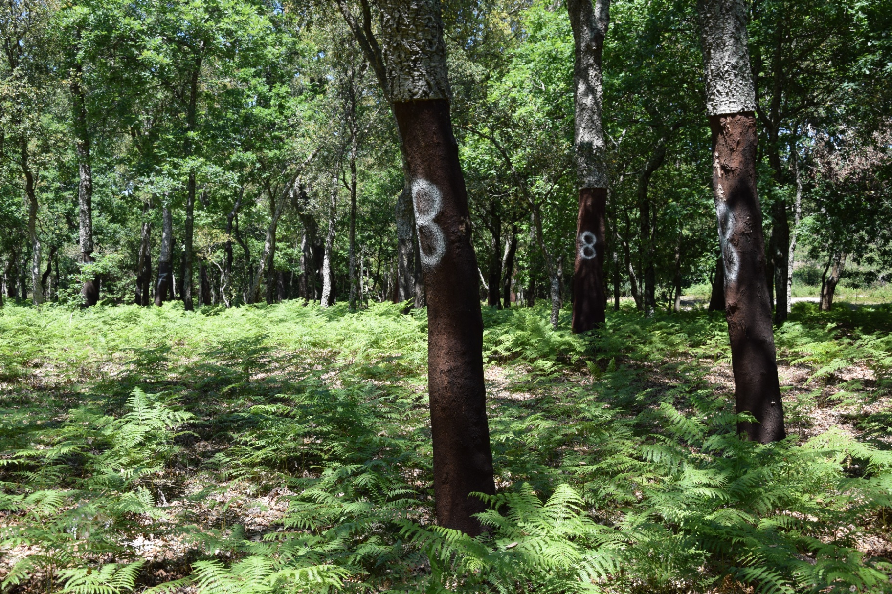 Cork oak forest — the montado
