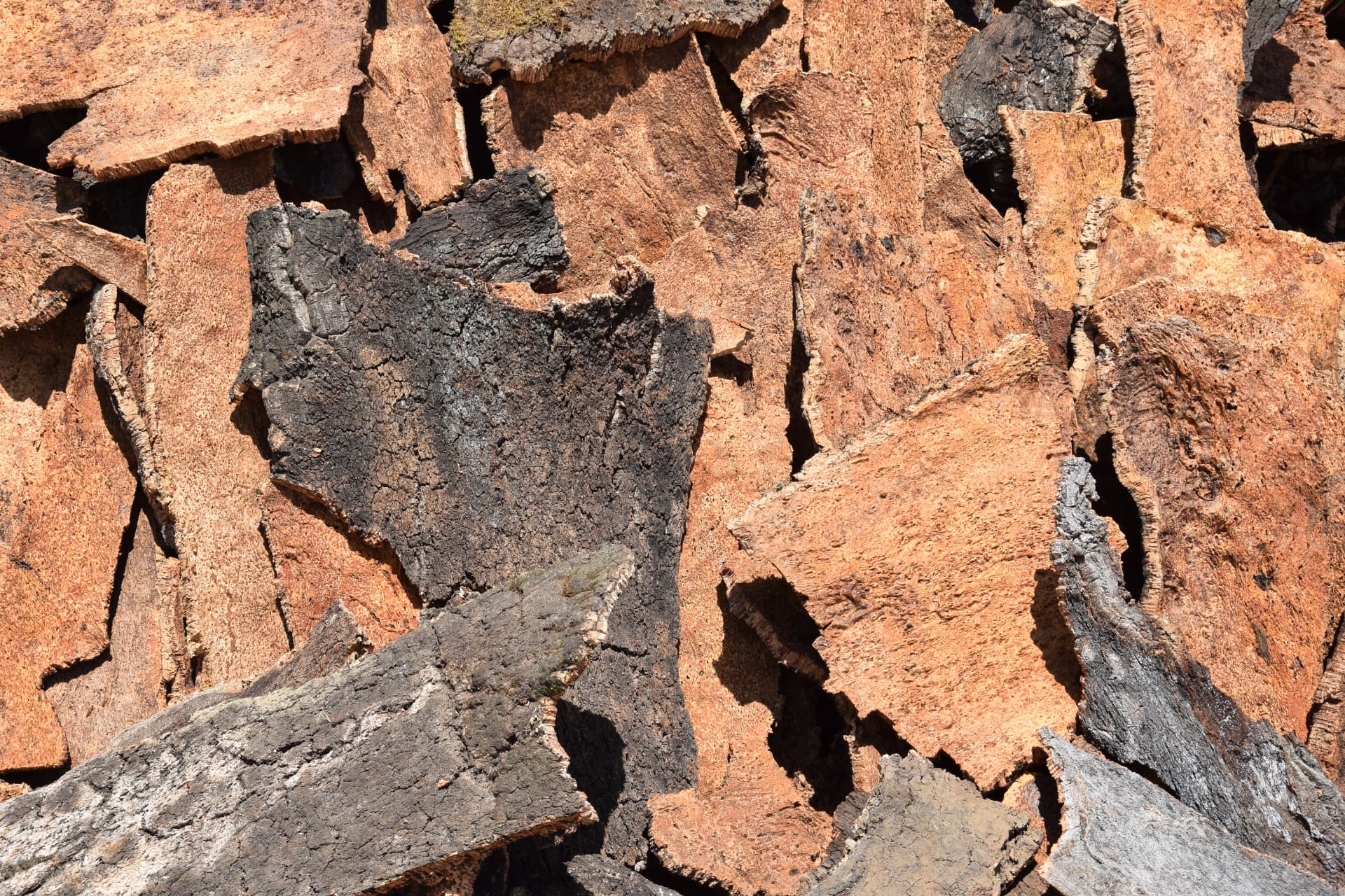Close-up of raw cork bark planks