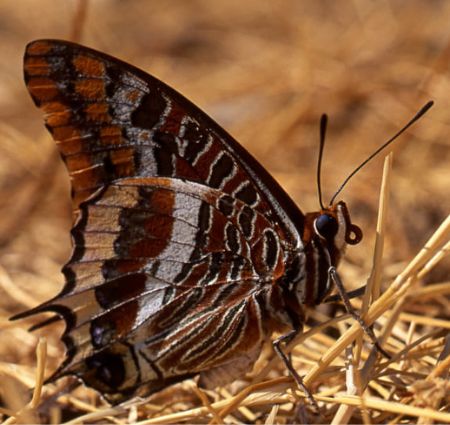 Borboleta