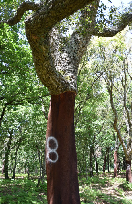 Cork oak