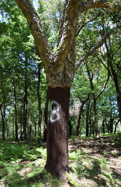 Cork oak